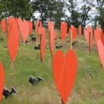 Paper hearts at the former site of the Brandon Residential School honour the children who were forced to attend residential schools
