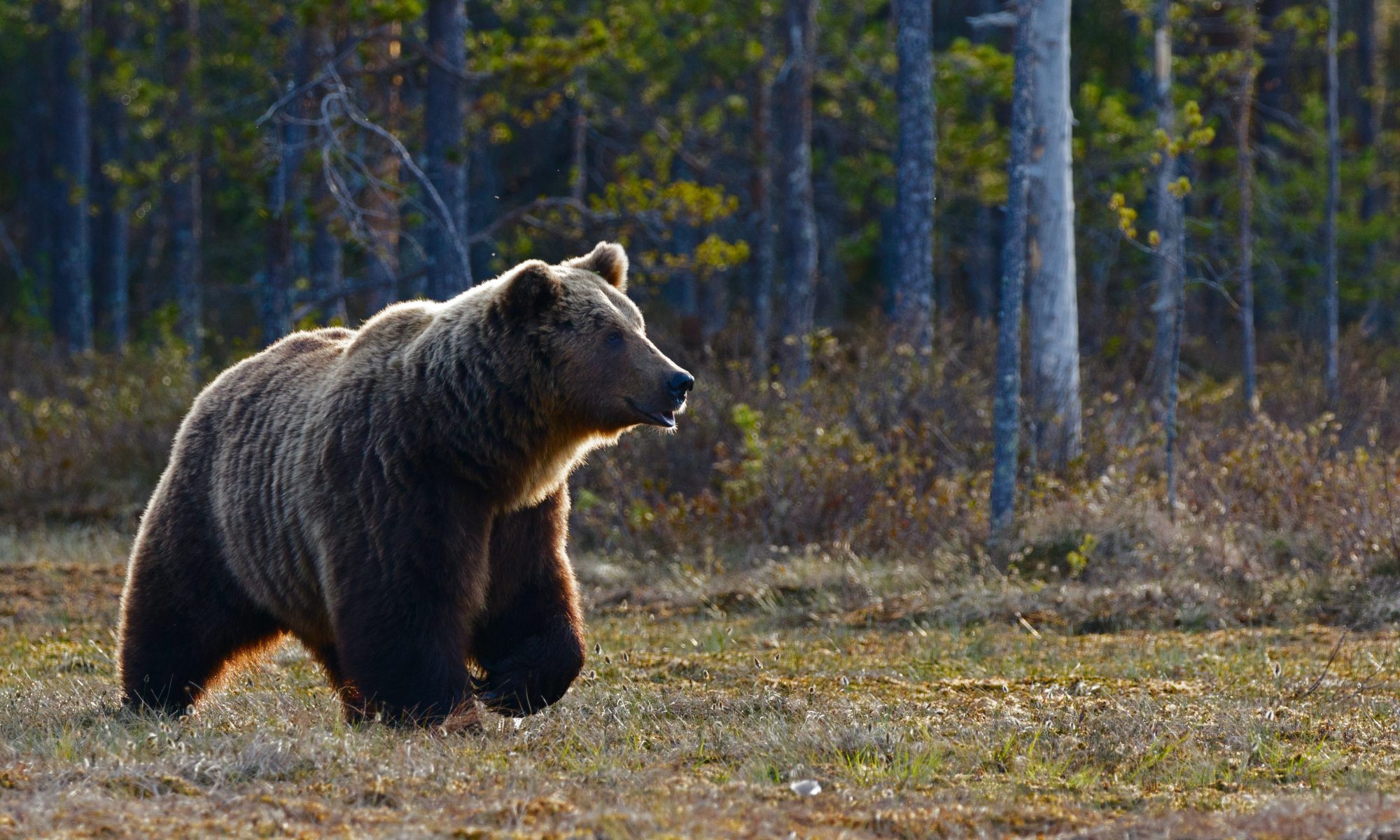 Species Description – Manitoba Grizzly Bear Safety Program