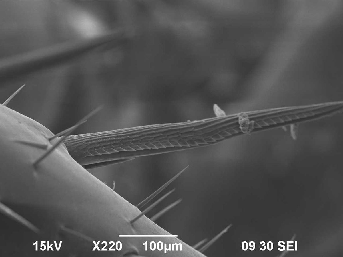 Micro-Analytical Facilities | Brandon University