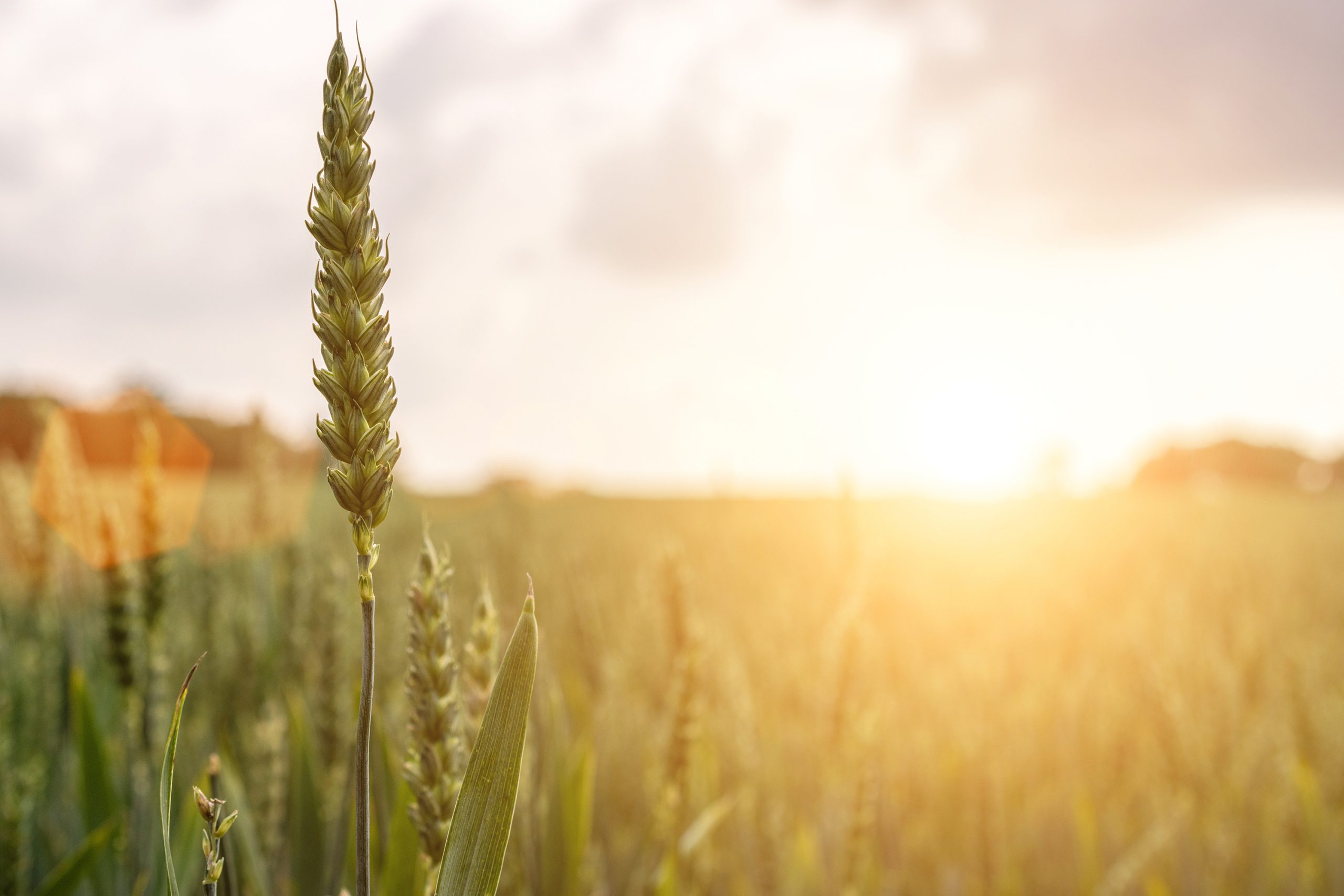 Young wheat plant field on golden sunset landscape background.