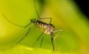 Mosquito-borne pathogen surveillance in Manitoba