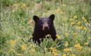Visitor attitudes and compliance towards black bears in Riding Mountain National Park