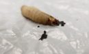 How waxworms eat plastic