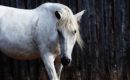 Understanding the perceptual world of horses