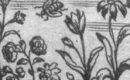 Imagining bees in 17th-century poetry