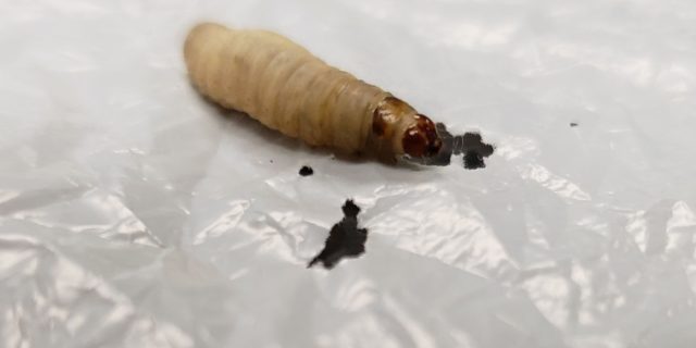 How waxworms eat plastic