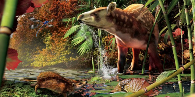 Rendering of the two discovered species.