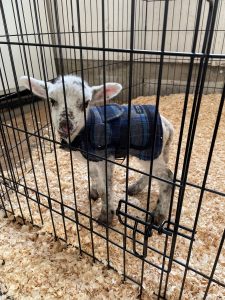 A lamb in his pen wearing a blue plaid coat.